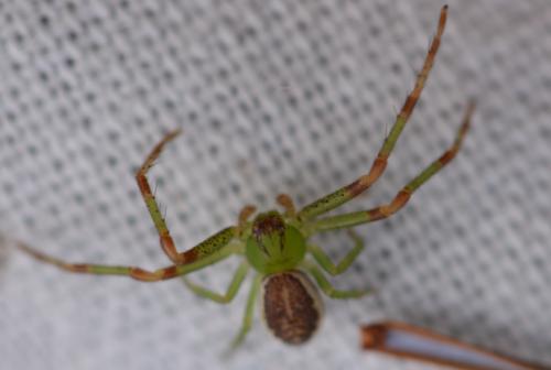 Réf. 357 505 : Diaea dorsata